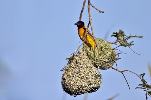 Village Weaver