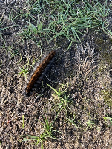 Fox Moth