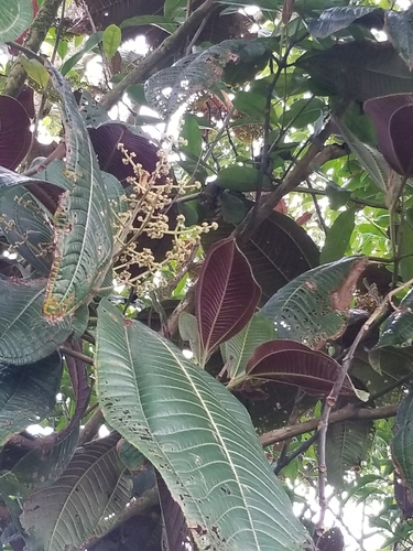 Miconia calvescens observed 2026-09-12