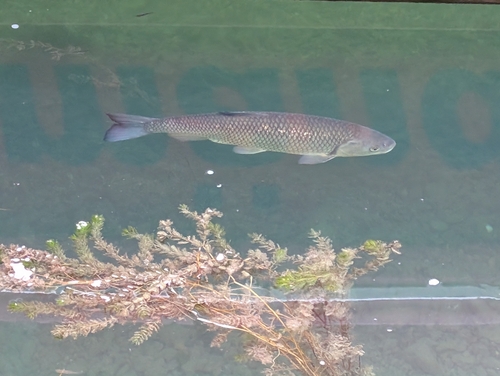 European Chub