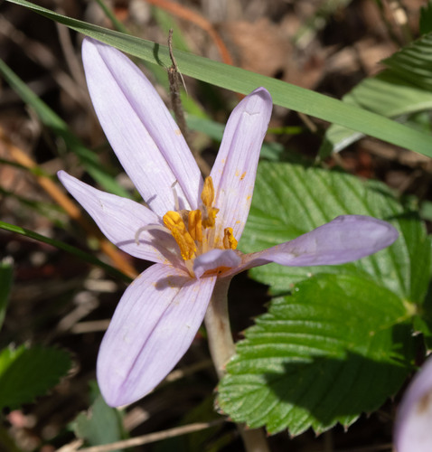 Autumn Crocus
