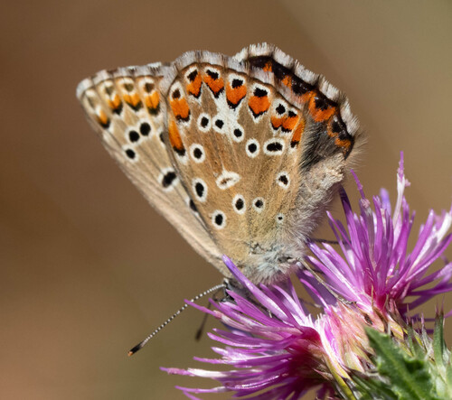 Adonis Blue