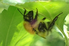 Bombus schrencki