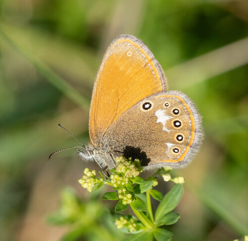Chestnut Heath