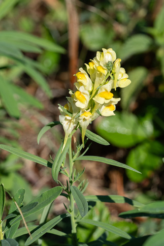 common toadflax
