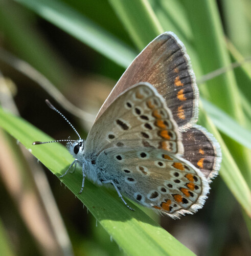 Common Blue