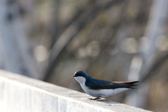 Tachycineta bicolor image