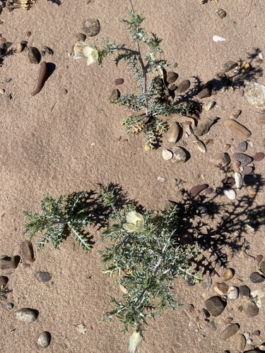 Mexican Poppy