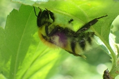 Bombus schrencki