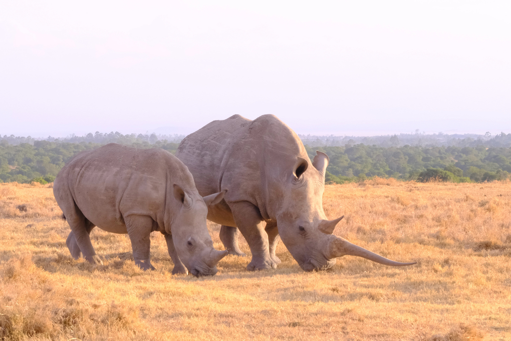 White rhinoceros