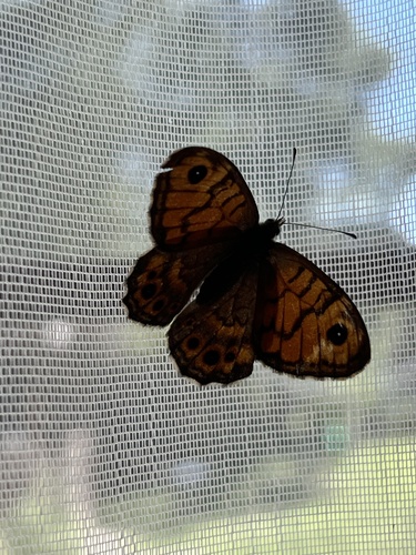 Wall Brown
