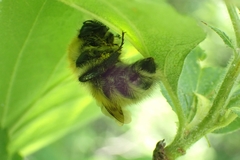 Bombus schrencki