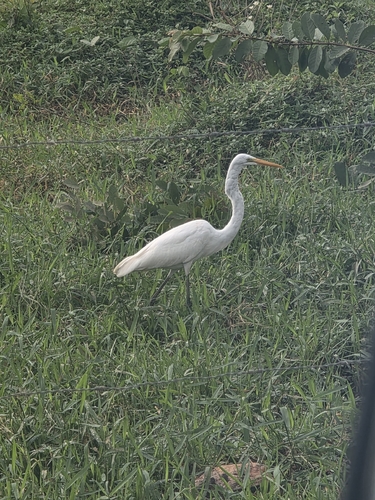 Great Egret