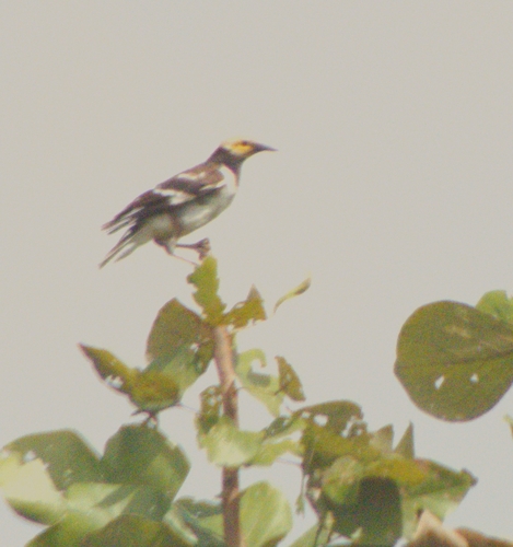 Black-collared Starling