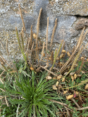 Buck's-horn Plantain
