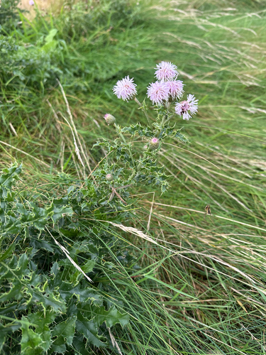 creeping thistle