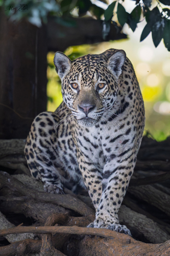 Jaguar