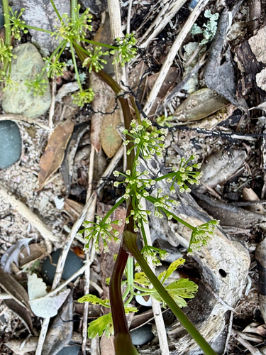 Apium prostratum, photograph 5