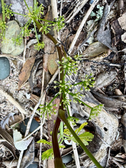 Apium prostratum, photograph (c) Tom Beard, some rights reserved (CC BY)