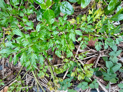 Apium prostratum, photograph (c) Tom Beard, some rights reserved (CC BY)