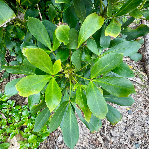 Pseudopanax lessonii, photograph 2