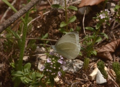 Pieris ergane