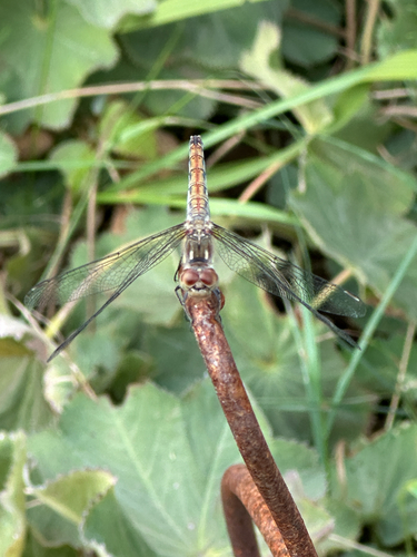 Common Darter