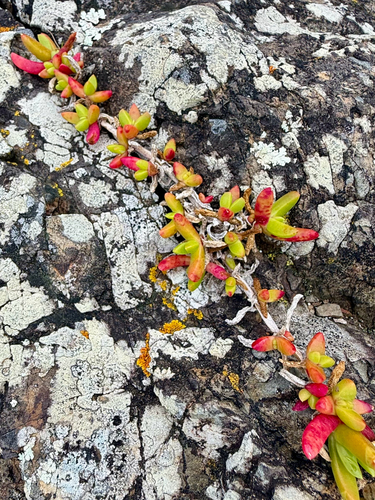 Disphyma australe, photograph 2