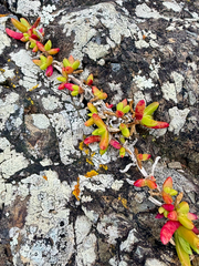 Disphyma australe, photograph (c) Tom Beard, some rights reserved (CC BY)