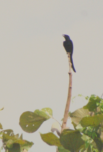 Black Drongo