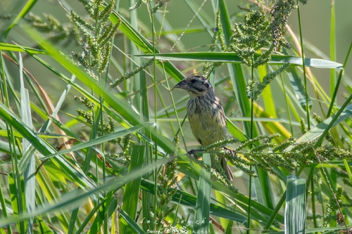 Yellow-breasted Bunting