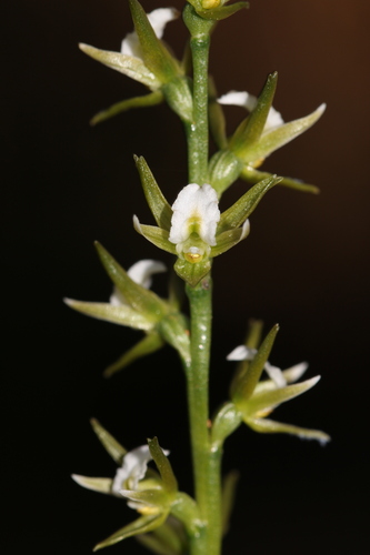 Prasophyllum patens observed 2026-09-16