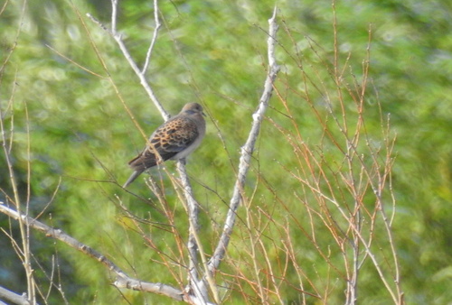 Oriental Turtle-Dove