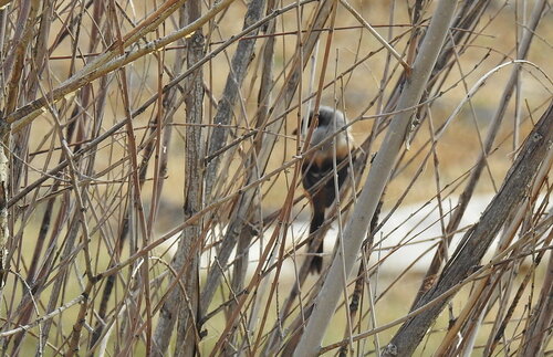 Long-tailed Shrike