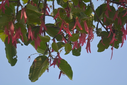 Image of Dipterocarpus Intricatus (Dipterocarpus intricatus) by no rights reserved