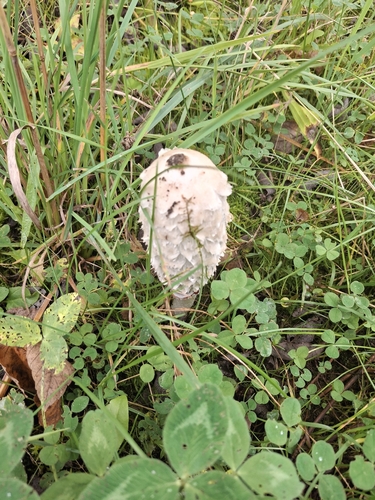 Shaggy Mane