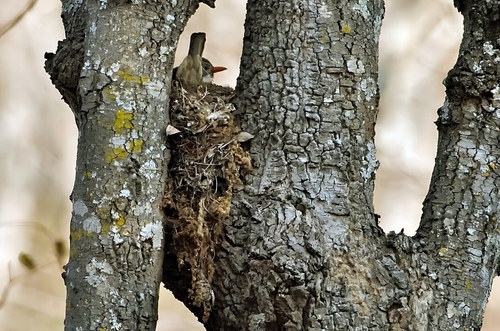 Kurrichane Thrush