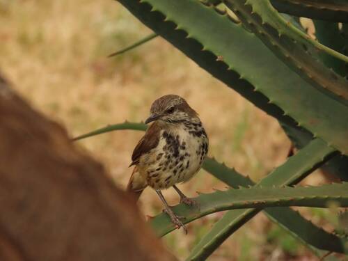 iNaturalist image