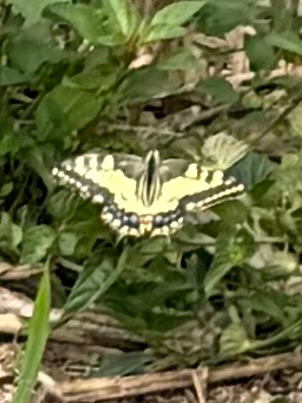 Old World Swallowtail