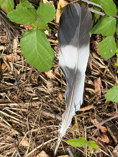 Common Wood-Pigeon