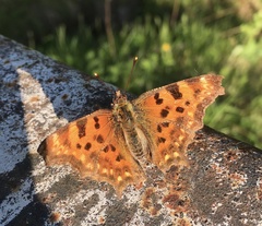 Polygonia c-album