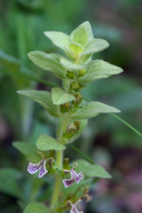 Ajuga laxmannii