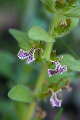 Ajuga laxmannii