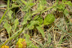Physalis viscosa