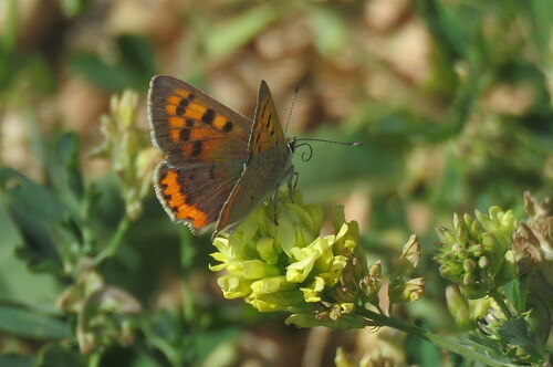 Small Copper