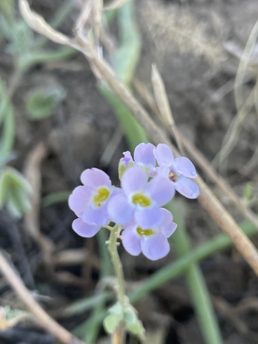 Harmsiodoxa puberula, 2026-09-16