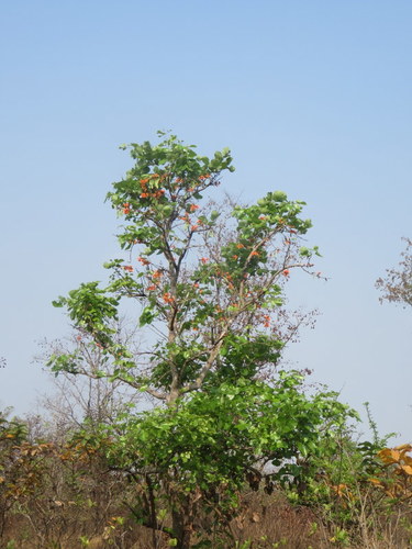 Image of Dipterocarpus Intricatus (Dipterocarpus intricatus) by no rights reserved
