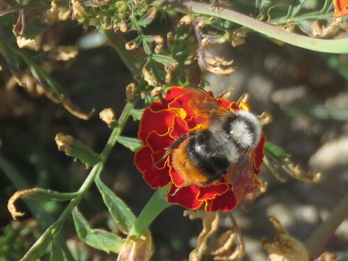 Tunicked Bumble Bee