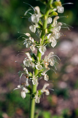 Salvia austriaca