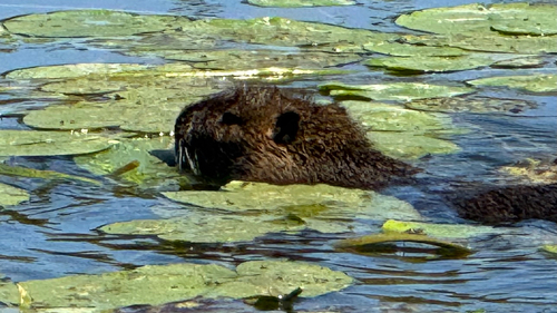 Coypu